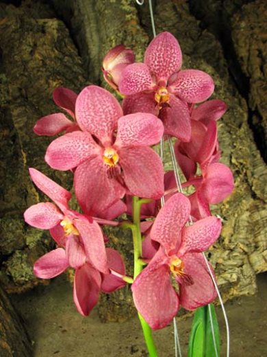 Renanthera philippinensis x Vanda Doctor Anek