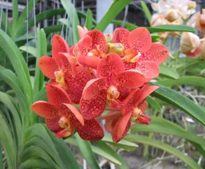 Ascocenda Phairot x Ascocenda Yip-Gua Chia Long