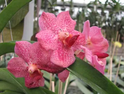 Ascocenda Krailerk x Vanda Wirat x Ascocenda Vilas