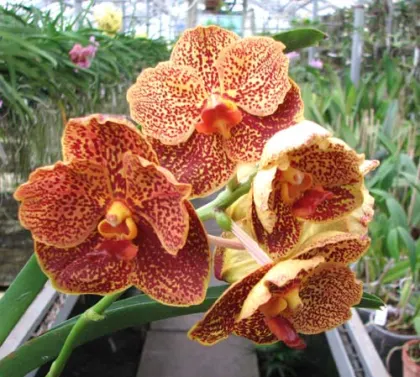 Ascocenda Oriental Lunar Beach x Vanda Chaiya