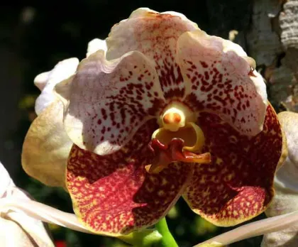 Ascocenda Phairot x Vanda Boonchoosand