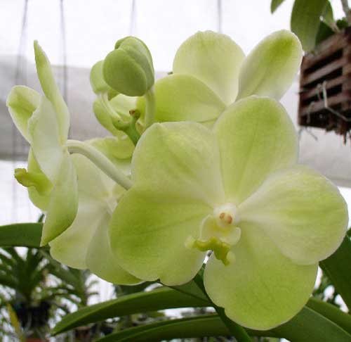 Ascocenda Somsri Gold