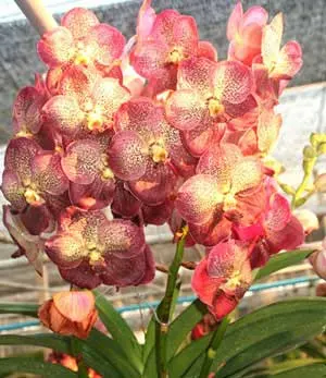 Ascocenda Sumon Spot x Vanda Srakaew