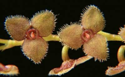 Stelis omalosantha