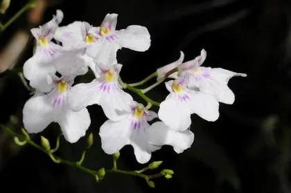 Ionopsis paniculata