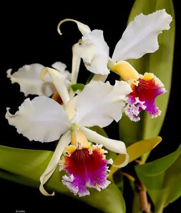 Cattleya rex x SELF