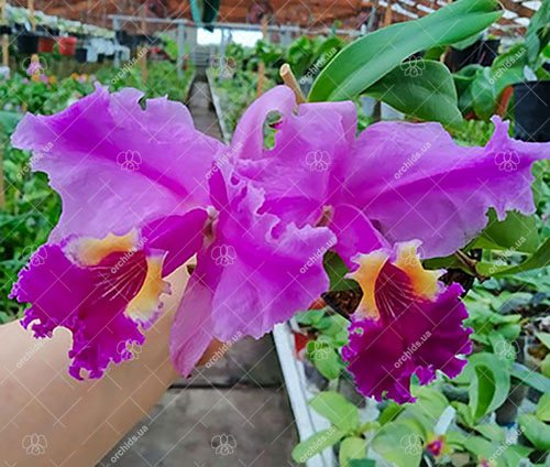 Cattleya lueddemanniana (Morena x OK-2) 'N 1' x lueddemanniana dark lip splash