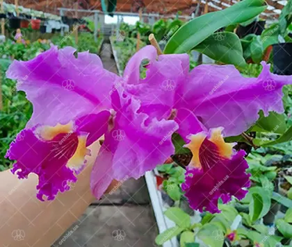 Cattleya lueddemanniana (Morena x OK-2) 'N 1' x lueddemanniana dark lip splash