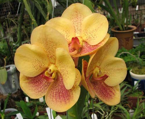 Ascocenda Jiraprabha x Vanda Chalie Clark x Ascocenda Krailerk White