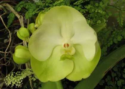 Ascocenda Krailerk White x Ascocenda Jakkrit Gold x Vanda Kultana Gold