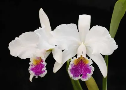 Cattleya mossiae semi-alba