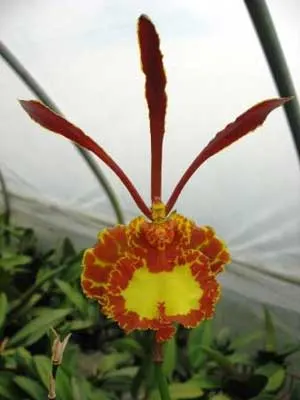 Psychopsis (paphilio x kalihi) 'Green Valley'