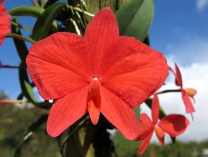 Sophronitis brevipedunculata 'Ouro Branco' x brevipedunculata 'Ouro Preto'