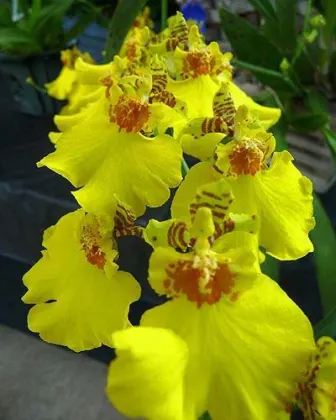 Oncidium Sweet Sugar 'Yellow King'