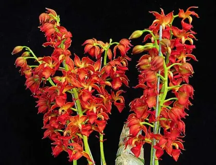 Mormodes badia \'Fire Dance\'