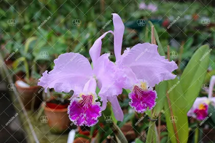 Cattleya lueddemanniana (coerulea 'Mariauxi' x tipo) x lueddemanniana coerulea 'Tania'