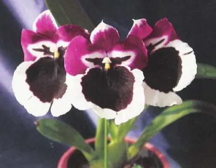 Miltonia Monterey Bay x Miltonia Chris Ellis #1