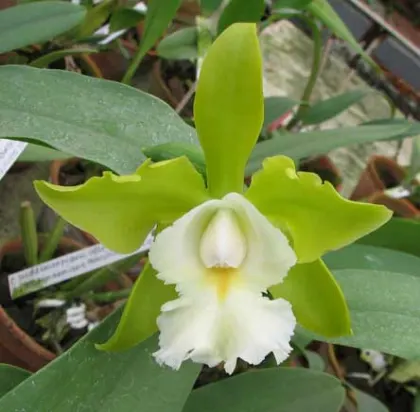Epilaeliocattleya Siam Jade \'Avo\'