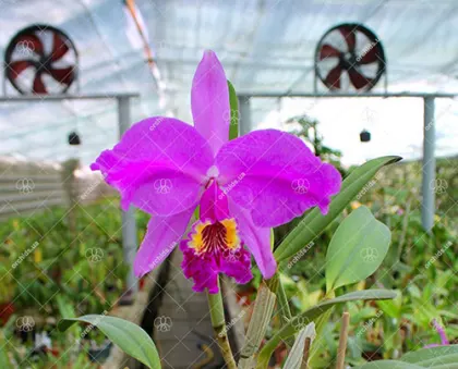 Cattleya lueddemanniana rubra x lueddemanniana escura