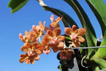 Rhynchostylis gigantea Orange-pink