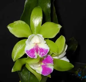 Epicattleya Netrasiri Fine Green