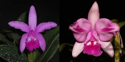 Cattleya intermedia sanguinea 'do Padre Vitus' x Cattleya intermedia flamea 'BF-96'