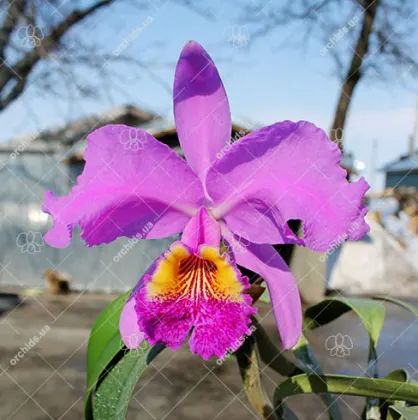 Cattleya lueddemanniana escura x Cattleya lueddemanniana 'Labelo Dourado'