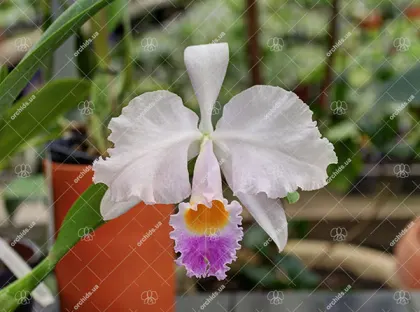 Cattleya trianae coerulea (36-8) x Cattleya lueddemanniana coerulea 'Pedra Azul'