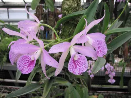 Brassocattleya Maikai 'Mayumi'