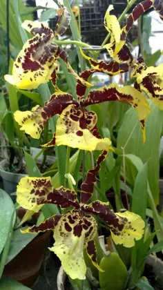 Degamoara Flying High 'Hawaii'