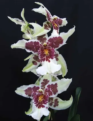 Beallara Tahoma Glacier 'Green'