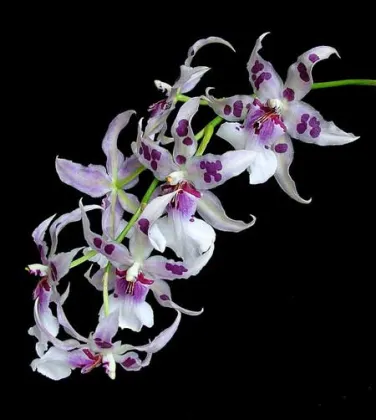 Beallara Peggy Ruth Carpenter 'Morning Joy'