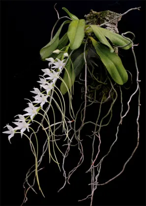 Aerangis articulata