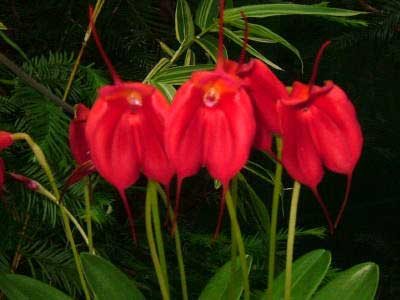 Masdevallia Elven Gem (welischii x infracta)