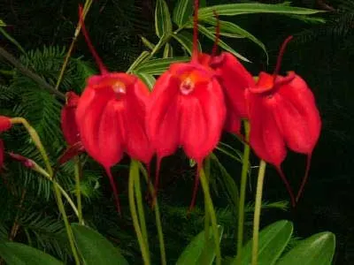 Masdevallia Elven Gem (welischii x infracta)