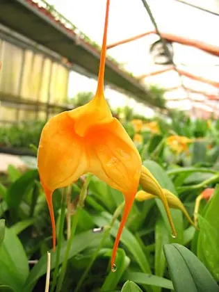 Masdevallia Aquarius (constricta x davisii)