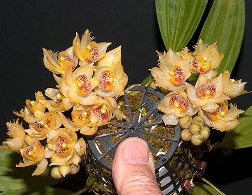 Sievekingia fimbriata