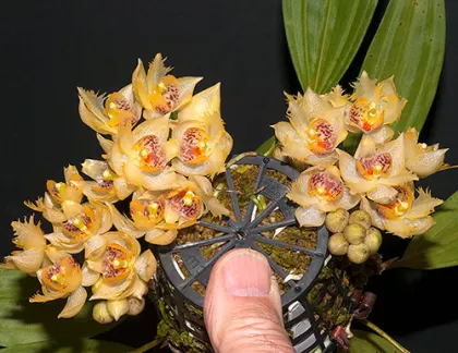 Sievekingia fimbriata