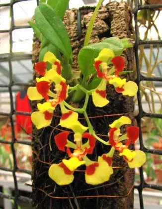 Oncidium coloratum
