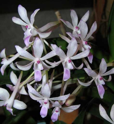 Neofinetia falcata x Rhynchostylis retusa