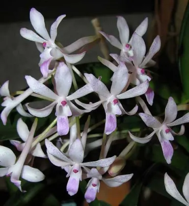 Neofinetia falcata x Rhynchostylis retusa
