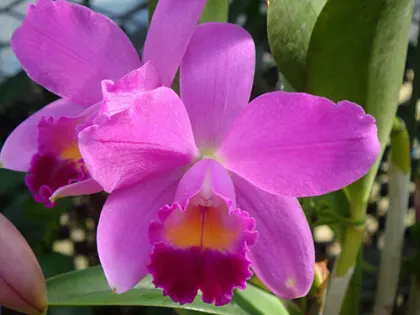 Laeliocattleya Sakura Candy