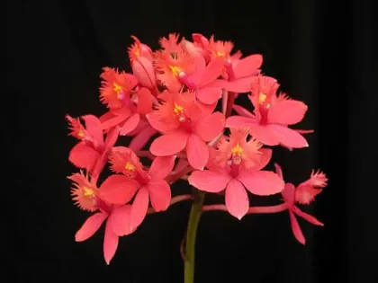 Epidendrum Red
