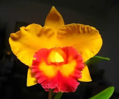 Potinara Chief Free 'Happy Tuesday'