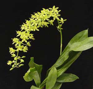 Grammatophyllum scriptum var. citrinum Green