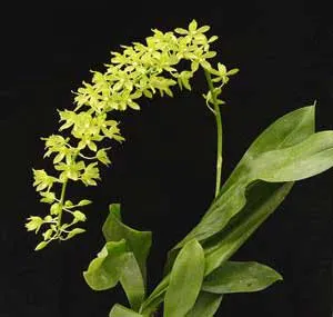 Grammatophyllum scriptum var. citrinum Green