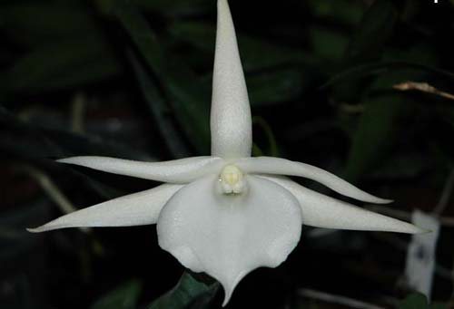 Angraecum Lady Lisa 'Rosemary' x sesquipedale