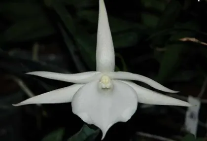 Angraecum Lady Lisa 'Rosemary' x sesquipedale