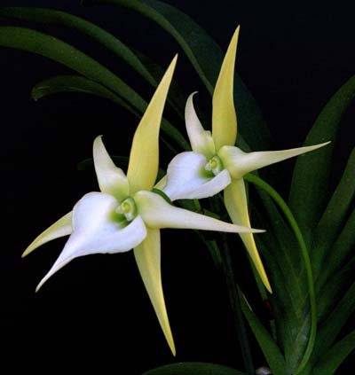 Angraecum longicalcar x sesquipedale
