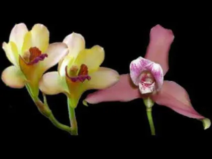 Lycaste balliae x Bifrenaria harrisoniae